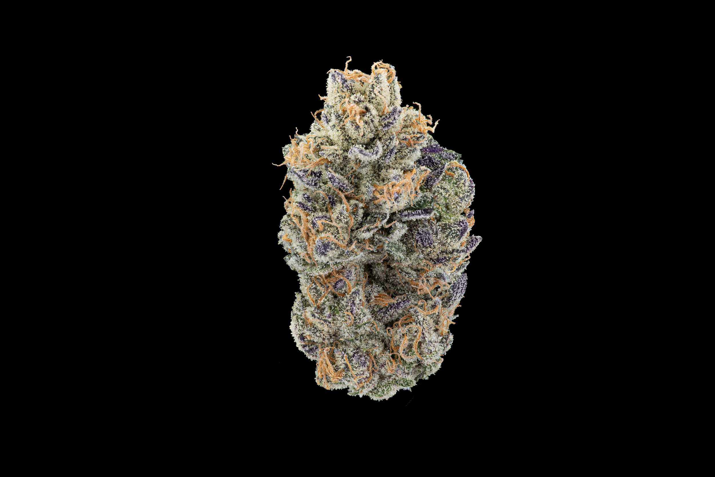 eighth - Maven Genetics