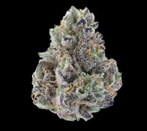 Half, Maven Genetics