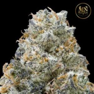 half, Maven Genetics