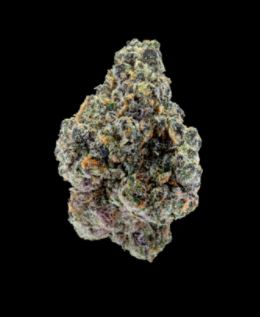 Pack - Maven Genetics