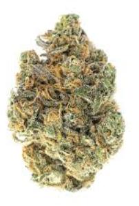 GMO x Lemon | THE GROWER CIRCLE | Recreational Marijuana GMO x Lemon, the grower circle