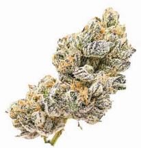 GreyHound | BLVD | Recreational Marijuana GreyHound, blvd
