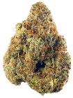 Kashmir Cuties #4 | GREEN LIFE PRODUCTIONS | Recreational Marijuana Kashmir Cuties #4, green life productions