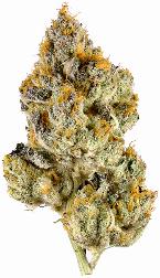 Lemon Cherry Gelato, floravega