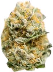 Miss Africa, alternative medicine association