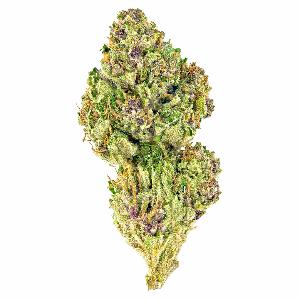 Pink Poody | DAZE | Recreational Marijuana Pink Poody, daze