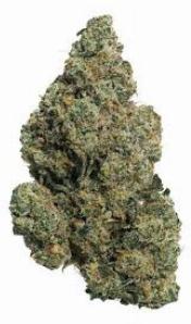 Poinsettia Fizz | KYND | Recreational Marijuana Poinsettia Fizz, kynd