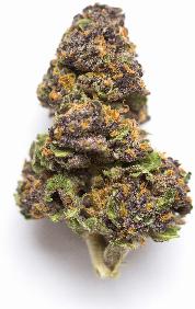 Scooby Snax, alternative medicine association