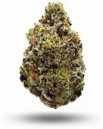 White Zerbert | HUSTLER'S AMBITION | Recreational Marijuana White Zerbert, hustler's ambition