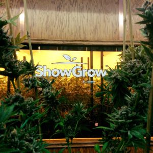 Building a Dispensary With a Publicly Visible Grow Room